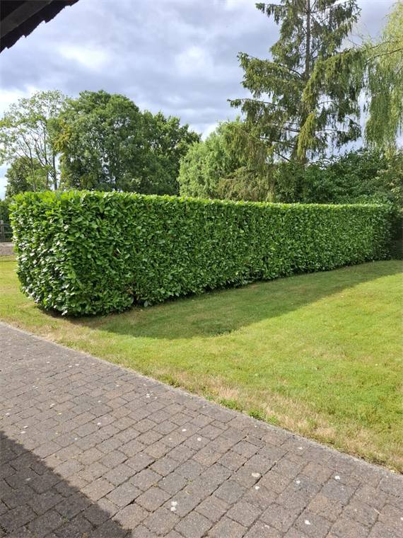 Gemaaid gazon met geschoren haag langs de oprit