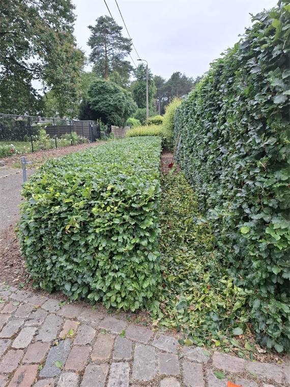 Strak geschoren beukenhaag langs een kasseiopritje