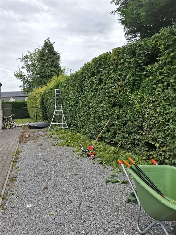 Haag gesnoeid, kruiwagen en ladder klaar om op te ruimen